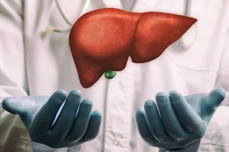 Врач держит печень